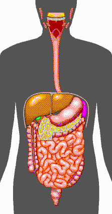 apparato_digerente.gif (11663 byte)